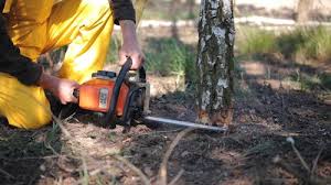 How Our Tree Care Process Works  in  Ringwood, NJ