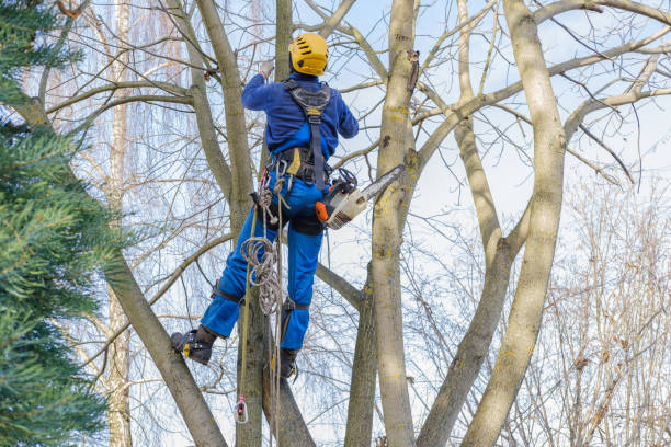 Best Fruit Tree Pruning  in Ringwood, NJ